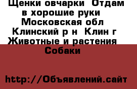 Щенки овчарки! Отдам в хорошие руки! - Московская обл., Клинский р-н, Клин г. Животные и растения » Собаки   